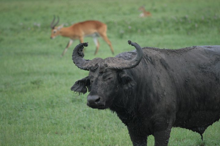 Een bemodderde buffel