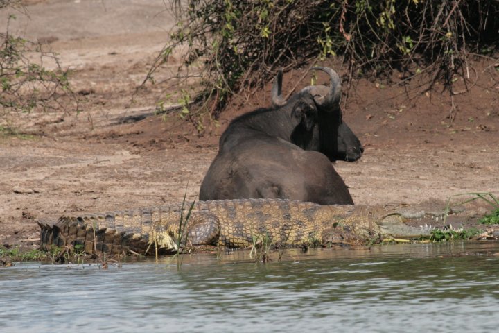 De buffel en krokodil lijken vriendjes