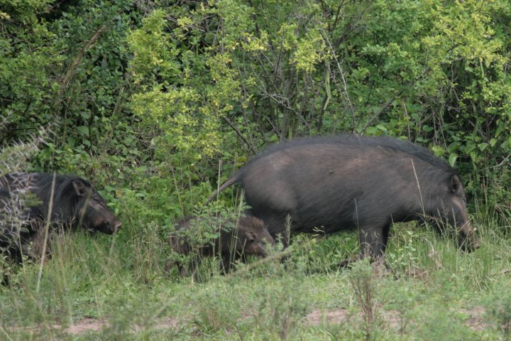De zelfzame bushpigs