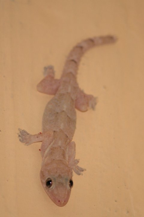 Een gekko in de kamer