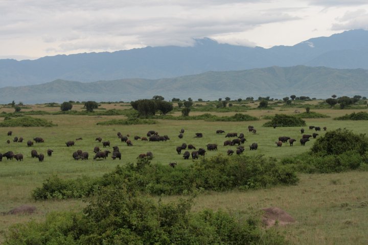 Een flinke kudde buffels