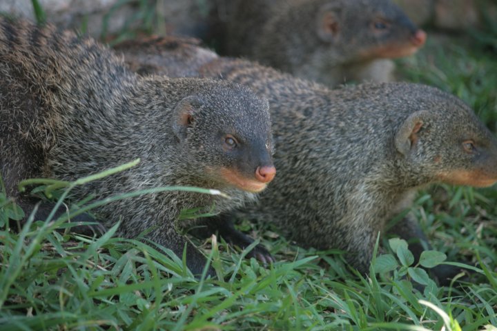 Mongoesten die de vuilnisbakken kwamen plunderen.