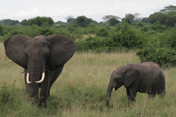 Olifant die laat merken dat hij er is.