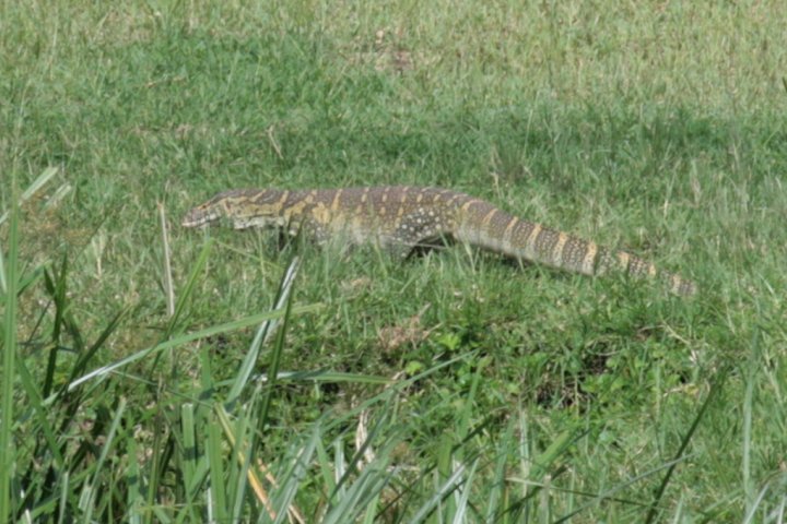 Een reptiel die op de vlucht is voor ons.
