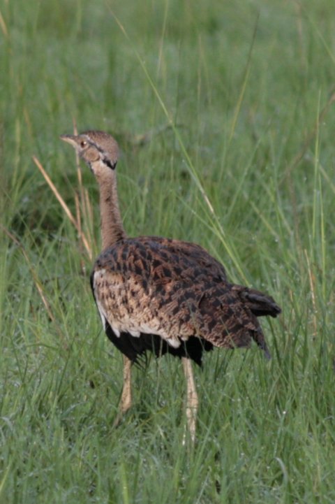 Iets van een hoentje.