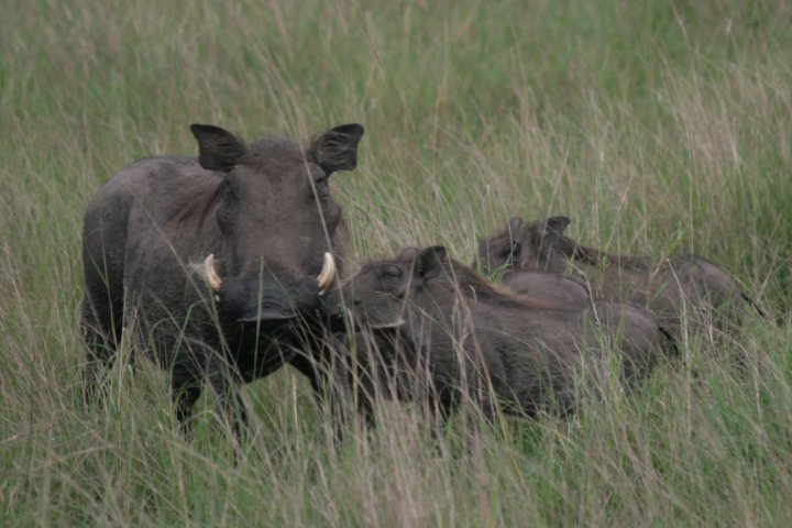 Warthogs