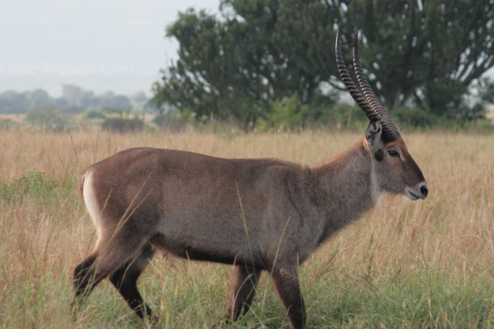 Een mannetjes waterbok