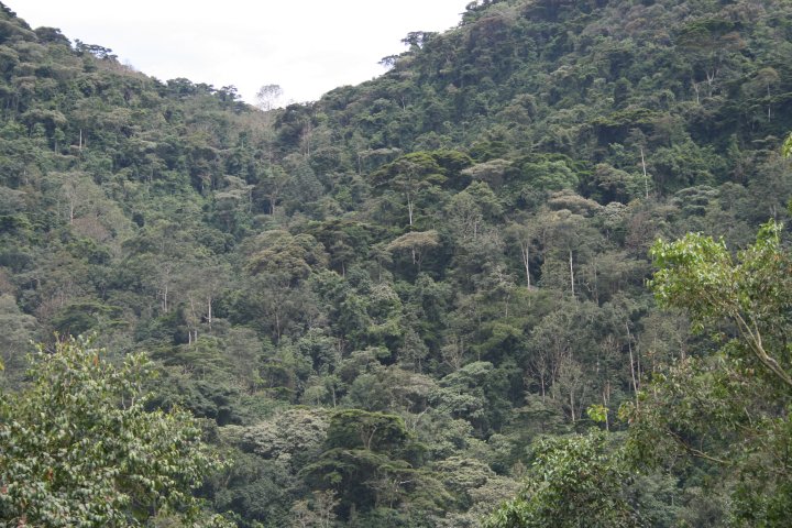 Bwindi forest waar de gorilla's zitten.