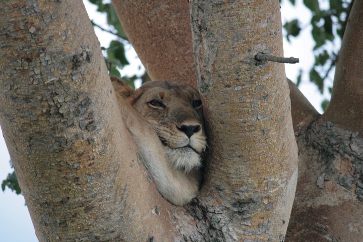 Boomklimmende leeuwen die uitrusten
