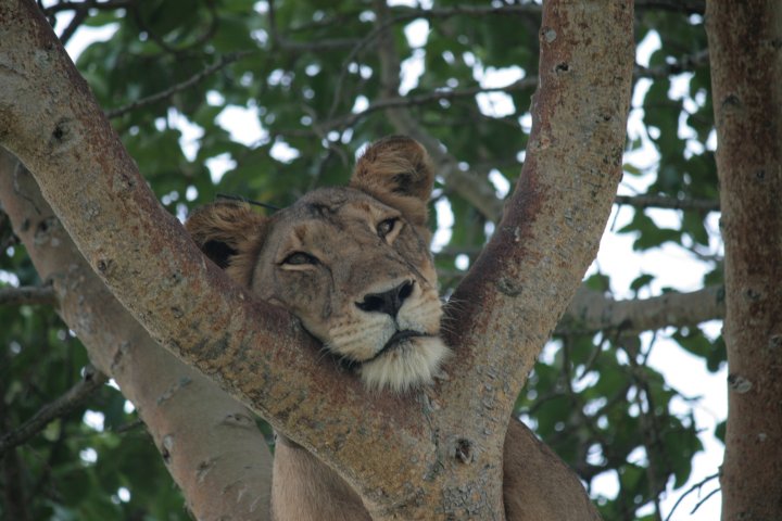 Vanuit de boom alles rustig overzien