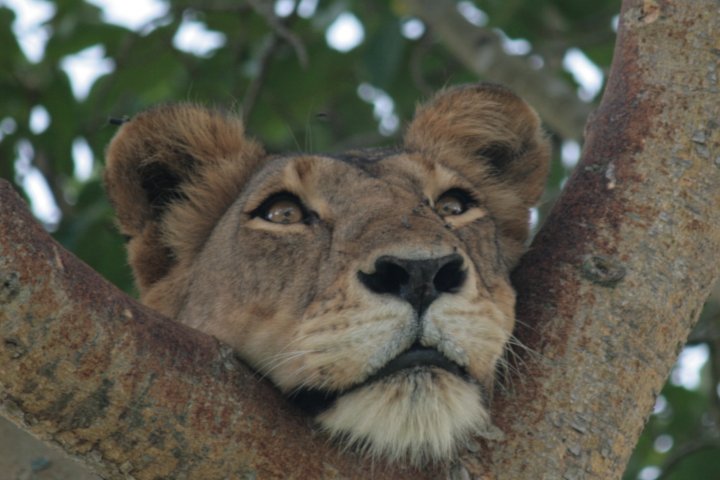 Scherp blijven vanuit de boom