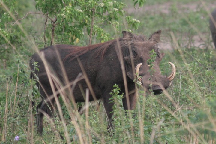 Een flinke mannetjes warthog.