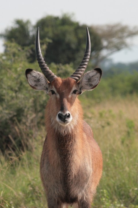 Mannetjes waterbok