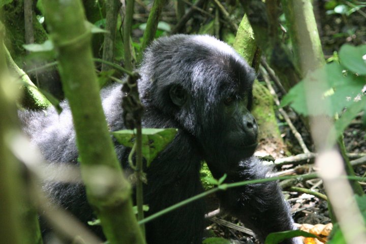 De eerste gorilla goed in beeld na een jungle tocht.