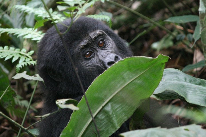 Ik hoor dat iets, zijn dat mensen?