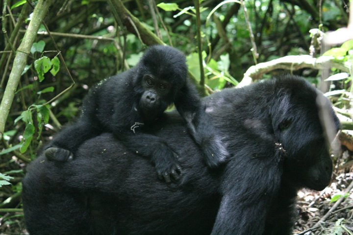 Wat zijn dat voor rare beesten met die klik dingen.