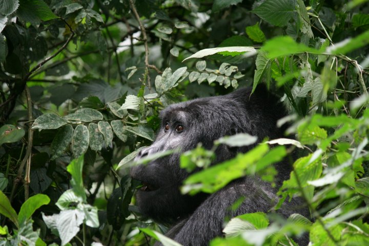 Wat gebeurd er allemaal in mijn regenwoud?