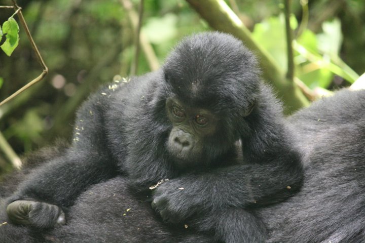Er komen nog meer gorilla's aan.