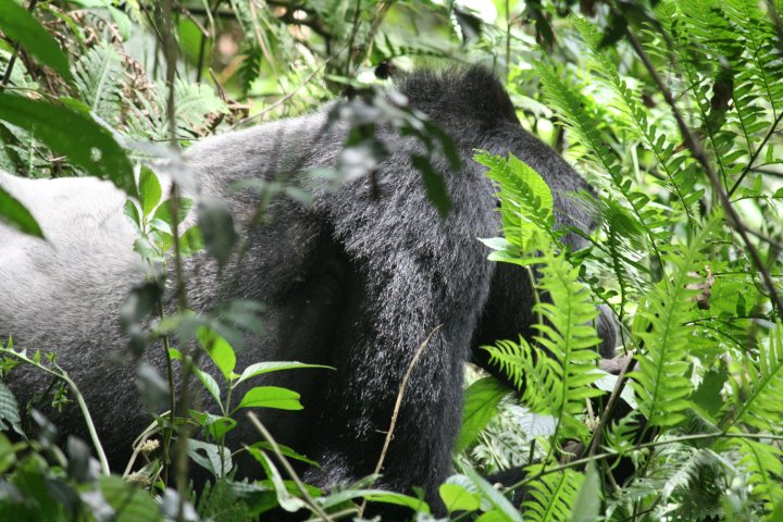 Het dominante mannetjes de silverback