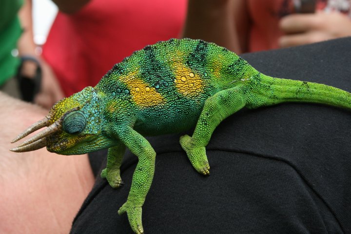 Three horned cameleon