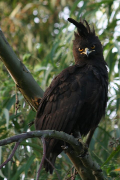 De long crested eagle in een boom achter mijn tent