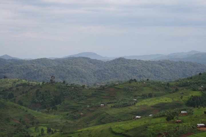 Theeplantages en in de verte nog regenwoud.