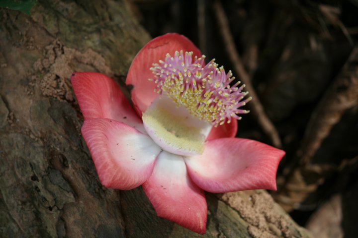 Een bloem in de botanische tuin van Entebbe