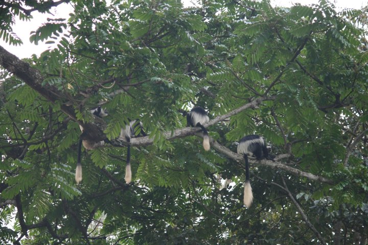 Zwart-wit columbus apen