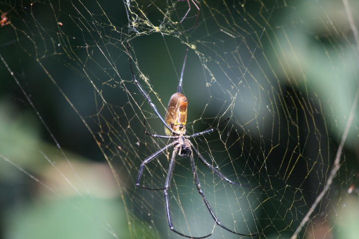 Een prachtige grote spin