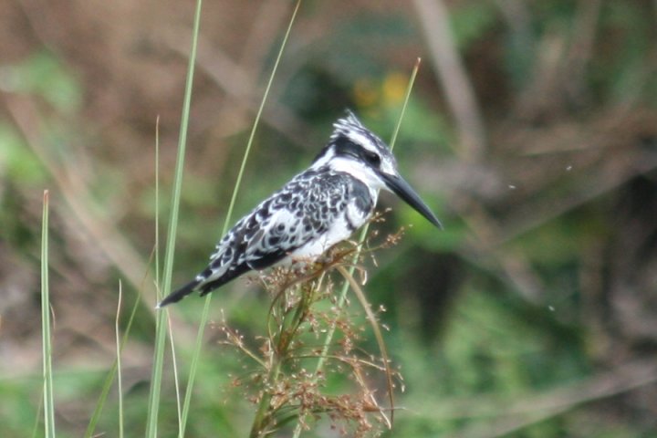 De pied kingfisher.