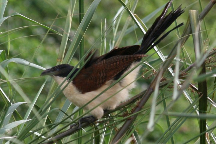 Een of andere koekoek.