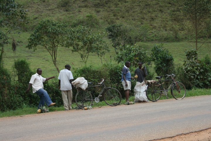 Onderweg stoppen om ananassen te kopen, we willen de onderste uit de zak.