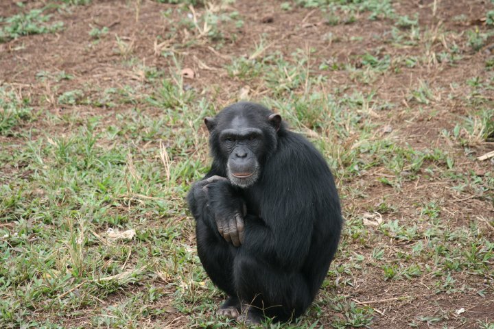 Chimpansee