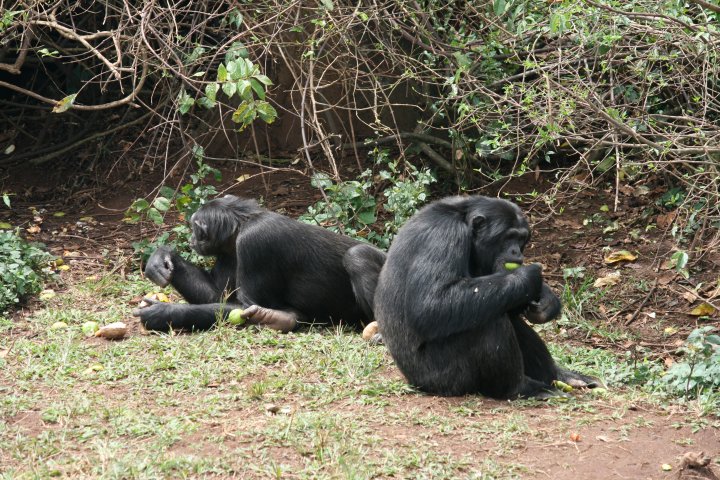 Chimpansee aan het eten