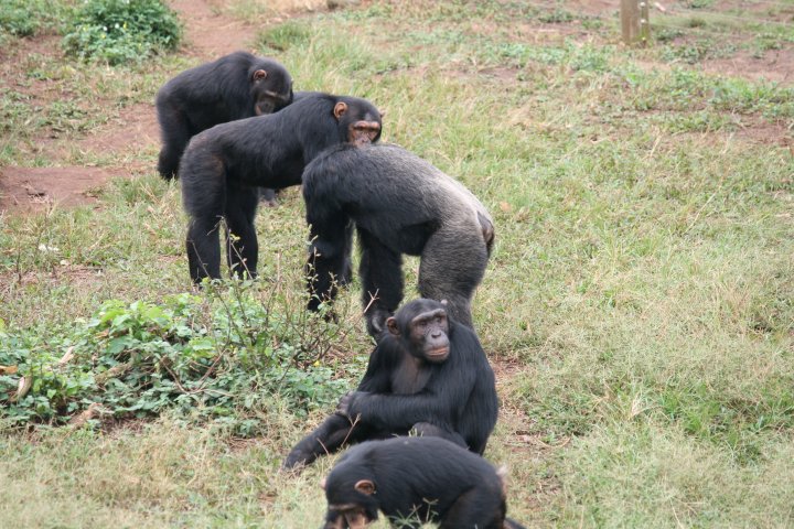 Chimpansee baas komt een kijkje nemen