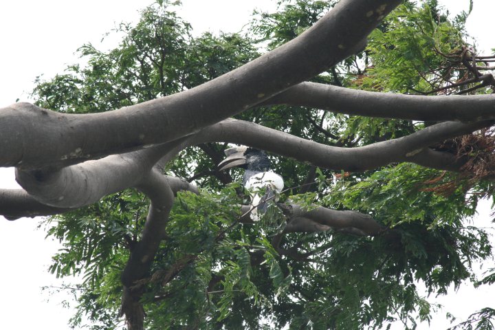 Een hoornbil in de boom