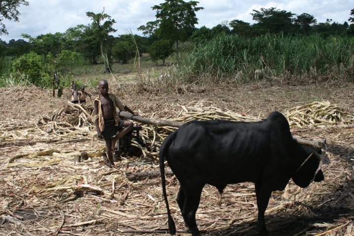 Rietsuiker pers met hulp van een koe.