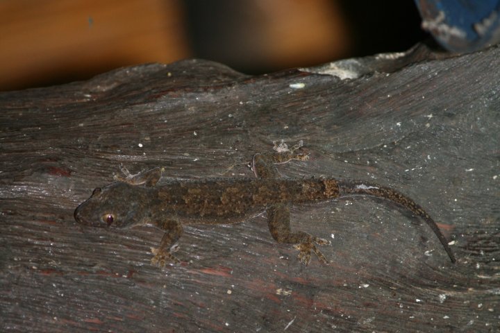 Gekko's zijn overal, en genoeg te eten want vliegen en muggen genoeg.