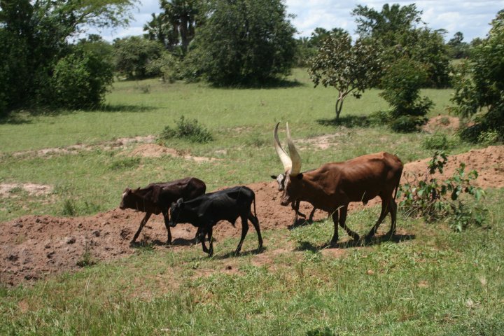 De lokale koeien, longhorns.