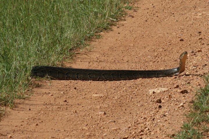 Een slang die ons er niet door wilt laten, de enige die we gezien hebben.